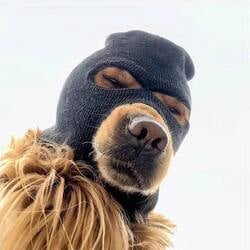新币雷达观察：Ski Mask Dog（SKI）